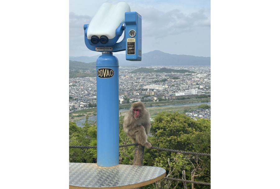 Kyoto Monkey Park