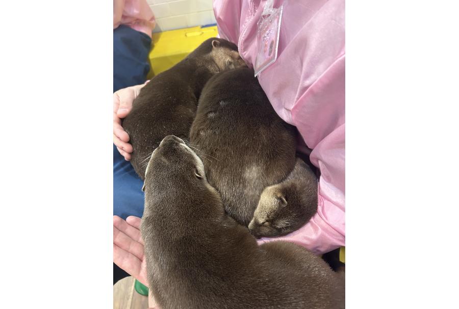 Otter Cafe