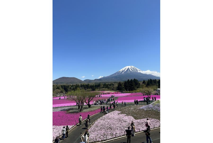 Shibazakura Festival